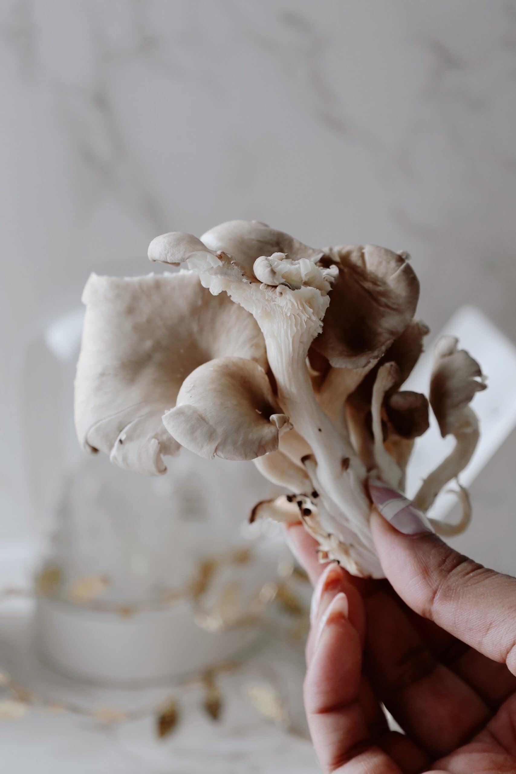 Key ingredient necessary for this recipe - an oyster mushroom.