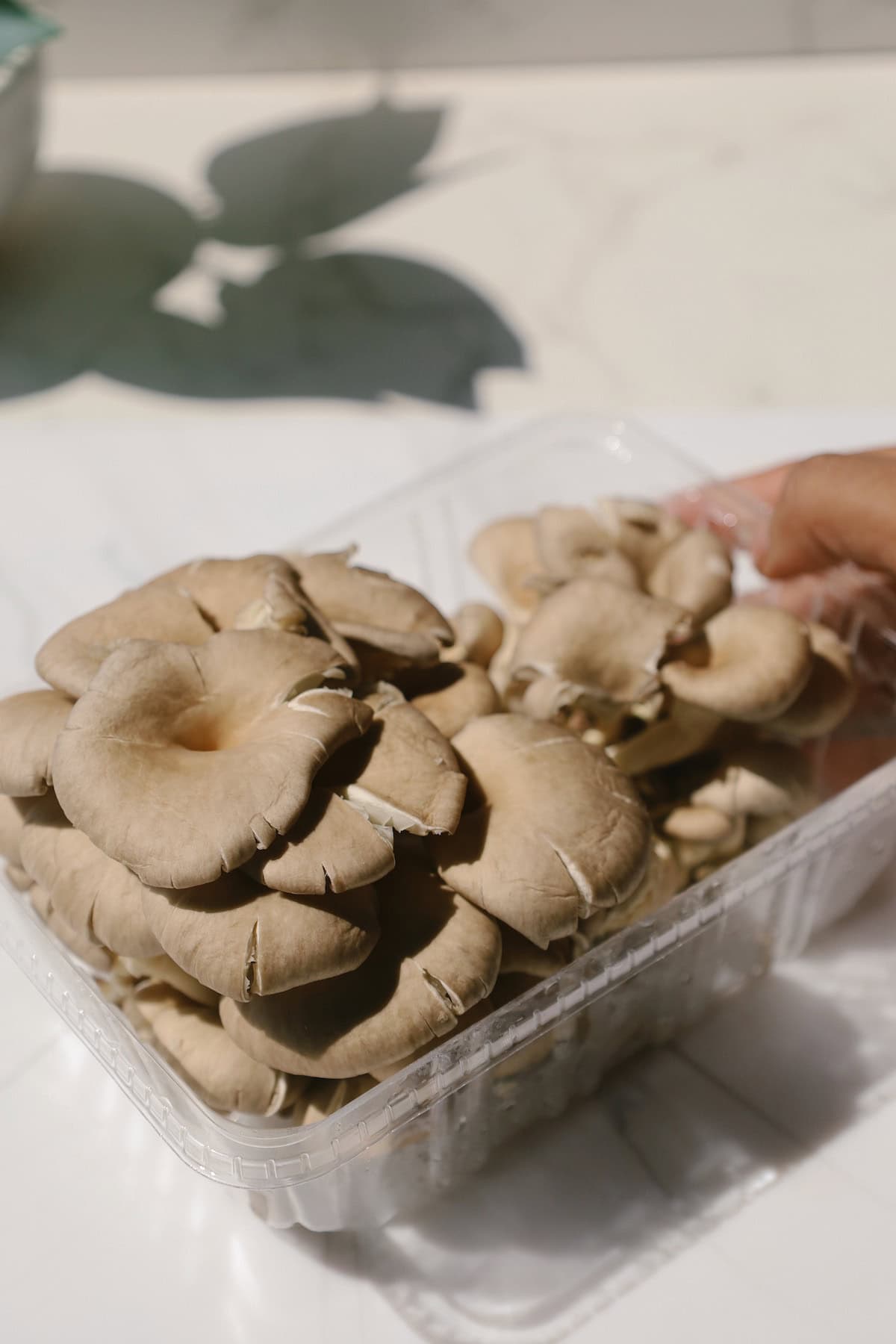 Oyster mushrooms in a container.