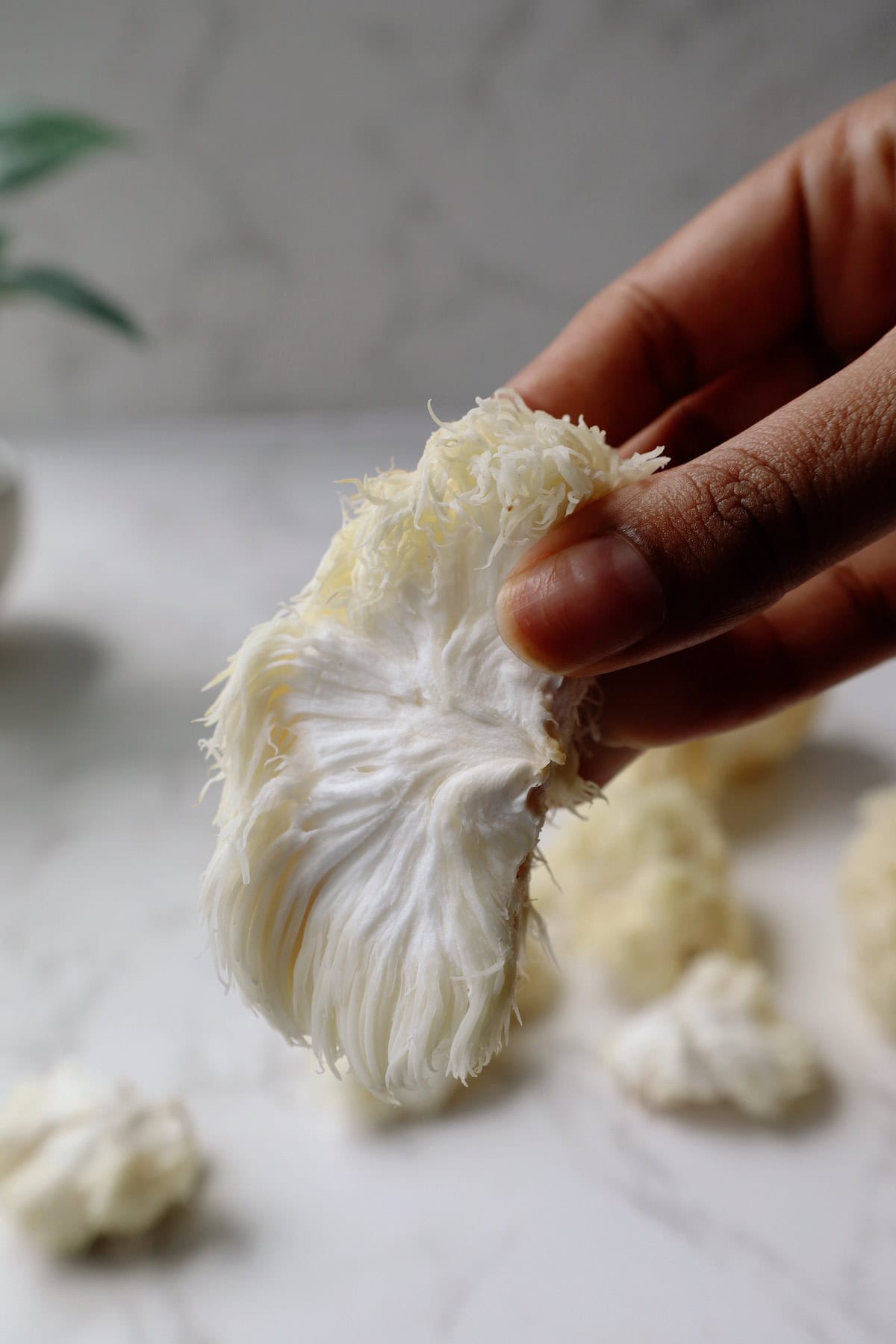 A hand holding a torn piece of fresh white lion’s mane mushroom to show its long fibrous strands.