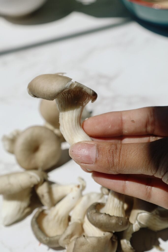 oyster mushrooms